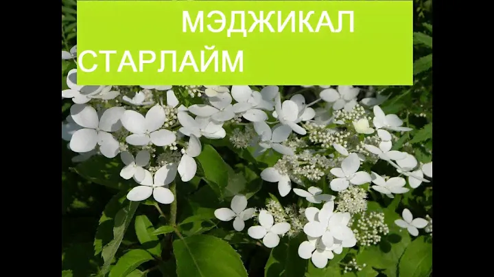 Цветение  метельчатой гортензии в саду Гортензия Мэджикал Старлайт (Magical Starlight,  Видео