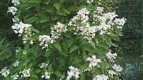 гортензия метельчатая (Magical Starlight) как живая изгородь